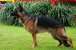 Elrin Dzheifill - 1y.5m