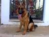 urek 9 mesi  fronte al sitz