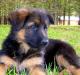 Jake's puppy