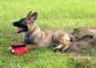 Jäger - 13 weeks
