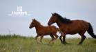 Rosty in Grassland Huitengxile