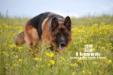 Rosty in Grassland Huitengxile