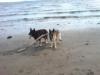at the beach with Pella