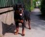 Jade of Rot Empire - 6,5 months