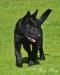Macho vom Alt-Ostland 5 mo