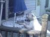 Carly playing