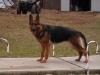 Apache vom Haus Willow