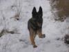 Jocie