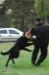 Breeding German Shepherd