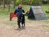 german shepherd breeding male