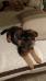9 weeks 