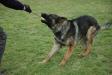 training obedience 