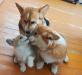 pembroke welsh corgi Varya вельш корги пемброк Варя