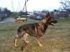 Stance watching object in long field, playing&#x2F;training