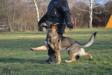 Wanesa obedience - 31.1.2016