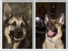 composite pic of Dita and her ancestor, Strongheart (Etzel von Oeringer)