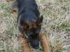 Fayza 20090307