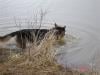 Loki 20090307