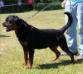 Zarjo vom Kümmelsee (15 months)