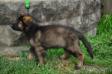 10wks