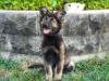 13wks