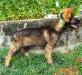 16wks