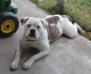 Sookie at 8 months old (photo1)