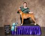 Diva @ 17 months old win pic from Conroe, TX  IABCA Show. She won BIS BBX  and Gold Cup Silver 