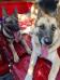 Bailey and big sister Gracie. Bailey is on the left.