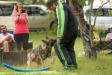 2018-06-02 South TX Syndicate Ringsport Club - MR Trial - Level 1 - Defense of handler w/USMRA decoys Allison Seghetti-Kehoe & Connor Mckeev