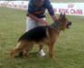 izlozbe 2009