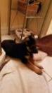 9wks