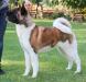 American Akita INDI - ALL FOR ALMIGHTY kennel - www.amakitakennel.com
