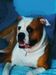 Mona Lisa in the dog world.