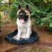 Code visits our neighbor and loves to dunk himself in the bird bath on a hot, summer day.