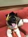 Code Graduates the AKC S.T.A.R. Puppy program!