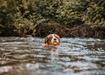 Gannicus Swimming in Stream