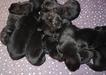 &quot;A Litter&quot; Meah Mango, 8 days old