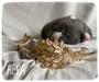 3 week old
