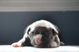 2 week old