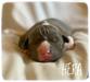1 week old