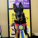 CGC-Canine Good Citizen Title Award Photo
