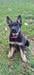 As a pup