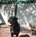 Rottweiler Venezuela Vom Hause Mezrott