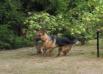 Inca`s gallery