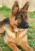 Lobo 6 meses