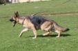 Candy on the Move