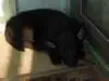 last black , female