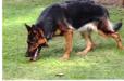 Apache vom Haus Willow
