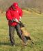 malinois puppies